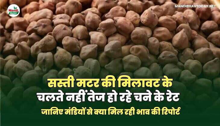 सस्ती मटर की मिलावट के चलते नहीं तेज हो रहे चने के रेट | जानिए मंडियों से क्या मिल रही&nbsp;भाव&nbsp;की&nbsp;रिपोर्ट