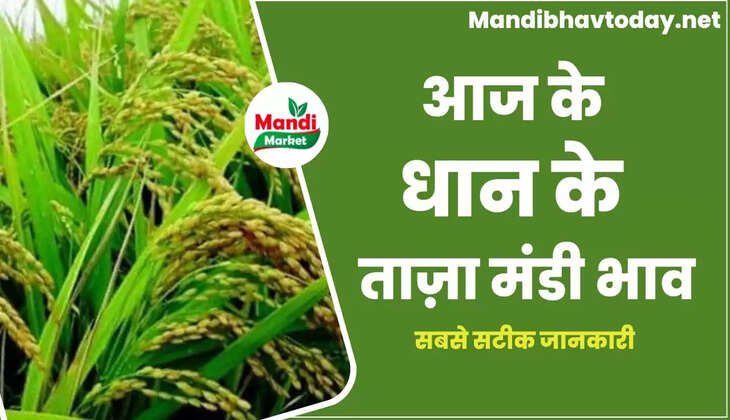 बासमती धान के ताजा भाव | Basmati Paddy Rate Today 29 December 2022