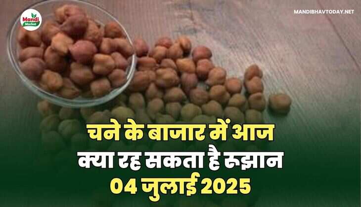 चने के बाजार में आज क्या रह सकता है रूझान | 04 जुलाई 2025 