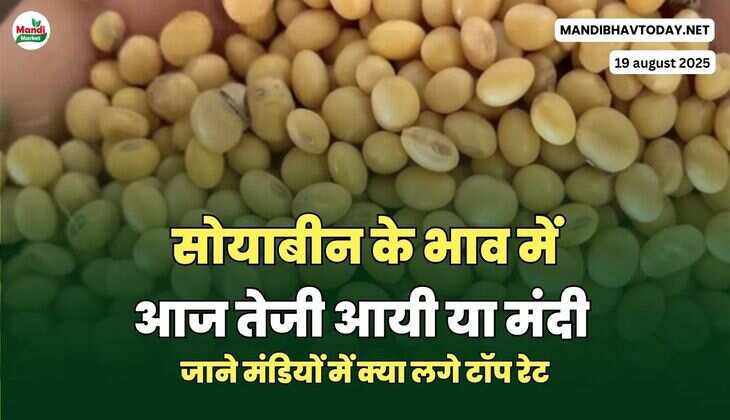 जाने मंडियों में क्या लगे टॉप रेट