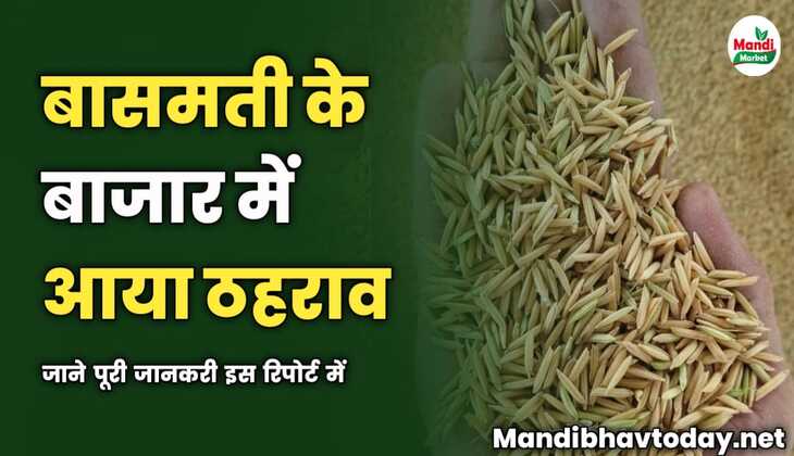 बासमती के बाजार में आया ठहराव | जाने आगे कैसे चलेगा रेट