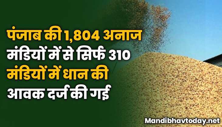 पंजाब की 1,804 अनाज मंडियों में से सिर्फ 310 मंडियों में धान की आवक दर्ज की गई