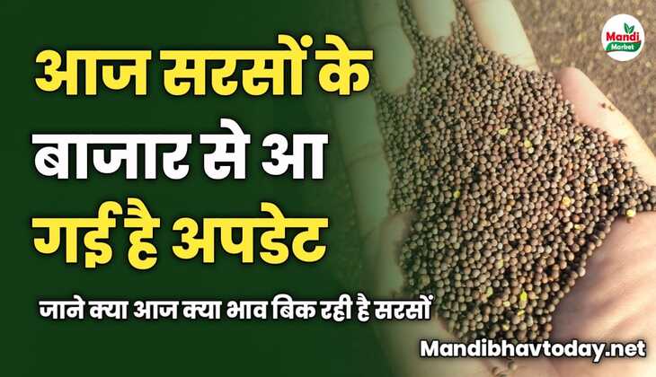 सरसों के बाजार की अपडेट आ गई है | जाने क्या आज क्या भाव बिक रही है सरसों