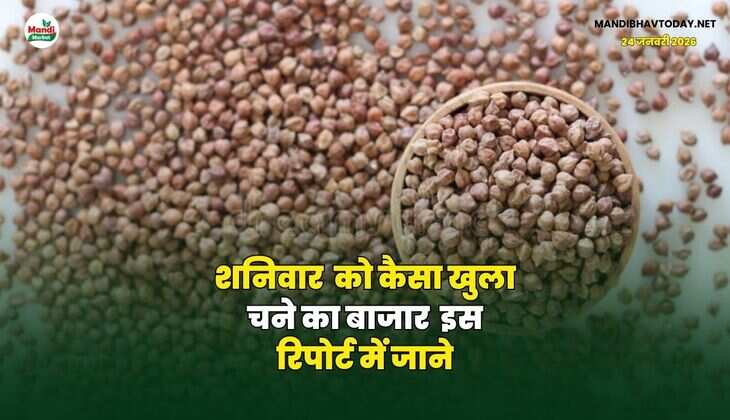 शनिवार को कैसा खुला चने का बाजार | इस रिपोर्ट में जाने