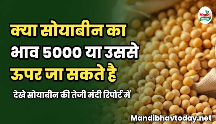 क्या सोयाबीन का भाव 5000 या उससे ऊपर जा सकते है | देखे सोयाबीन की तेजी मंदी रिपोर्ट में 