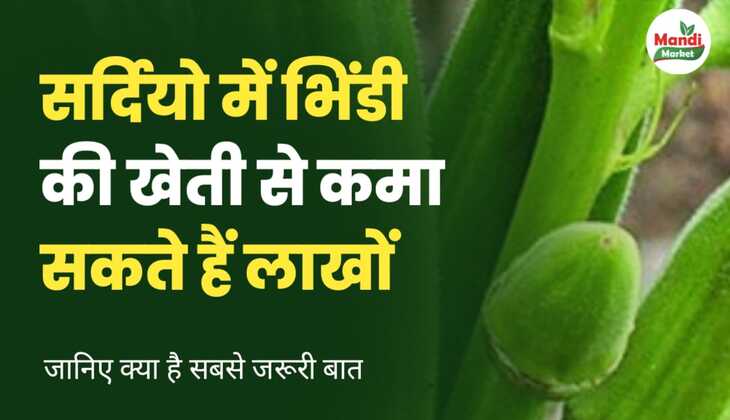 सर्दियो में भिंडी की खेती से कमा सकते हैं लाखों | जानिए क्या है सबसे जरूरी बात