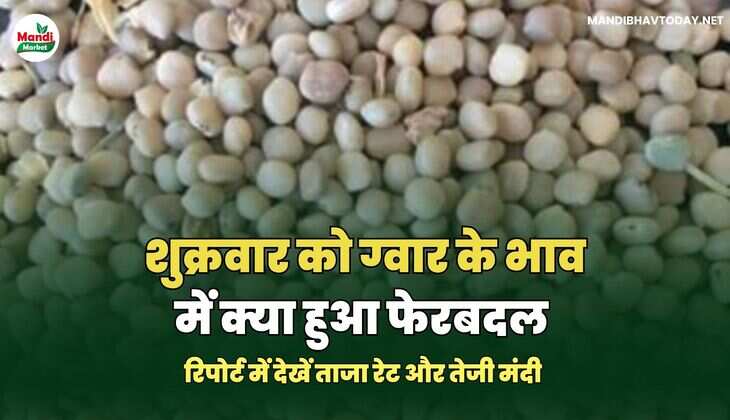 शुक्रवार को ग्वार के भाव में क्या हुआ फेरबदल | देखें आज ग्वार के ताजा मंडी भाव तेजी मंदी के साथ    