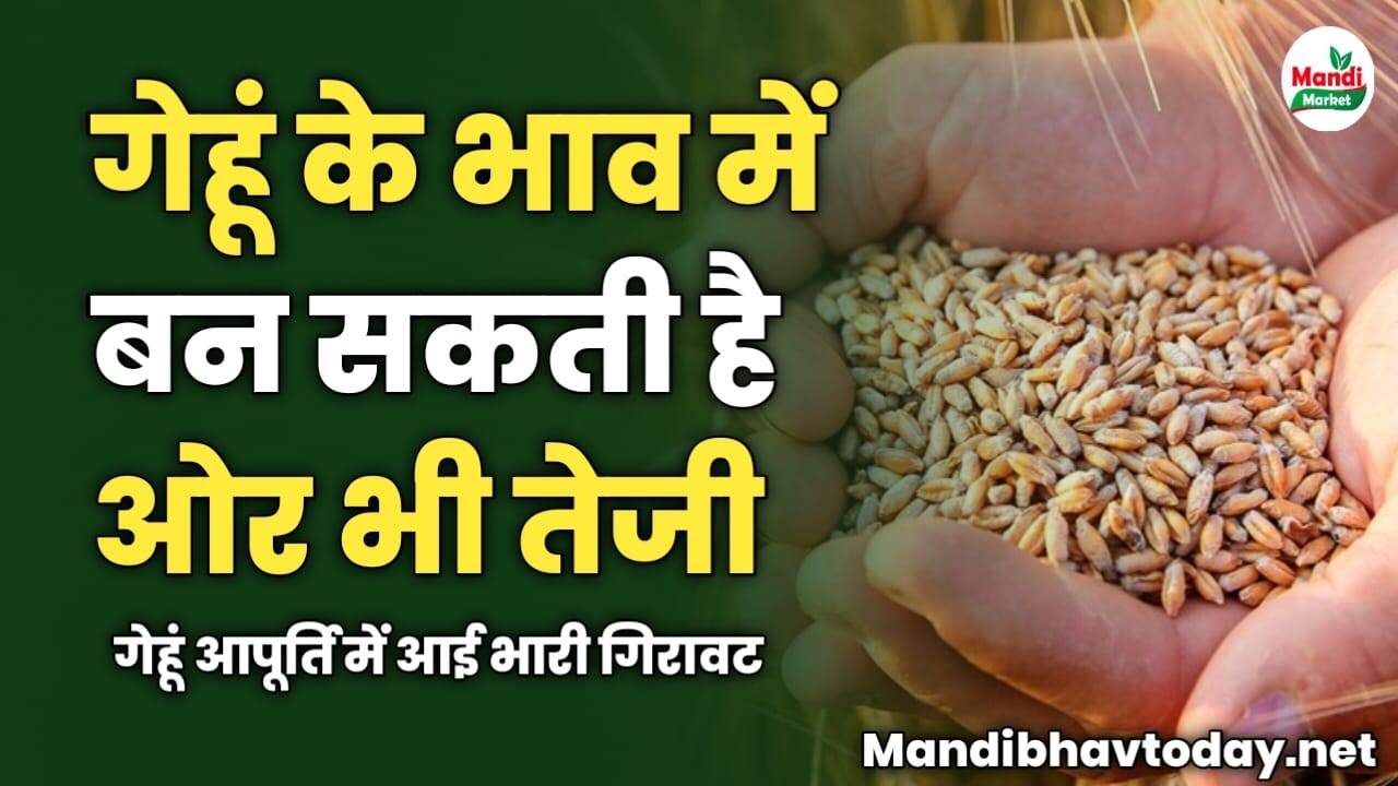 गेहूं के भाव में बन सकती है ओर भी तेजी | गेहूं आपूर्ति में आई भारी गिरावट