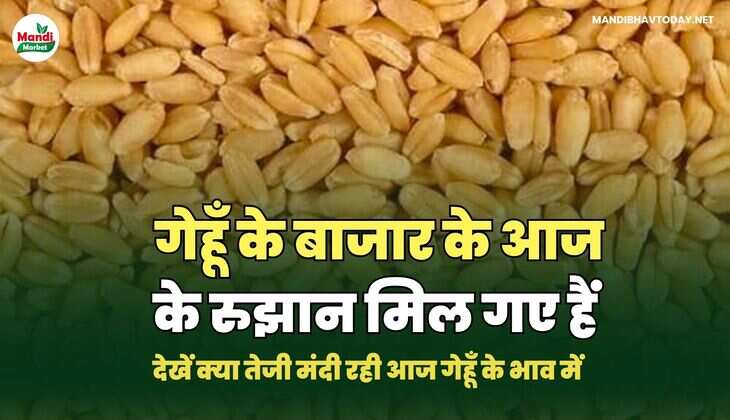 गेहूँ images