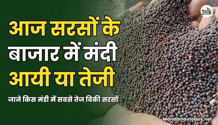 Mustard rate 22 March 25 