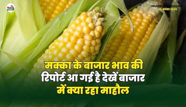 मक्का के बाजार भाव की रिपोर्ट आ गई है | देखें बाजार में क्या रहा माहौल