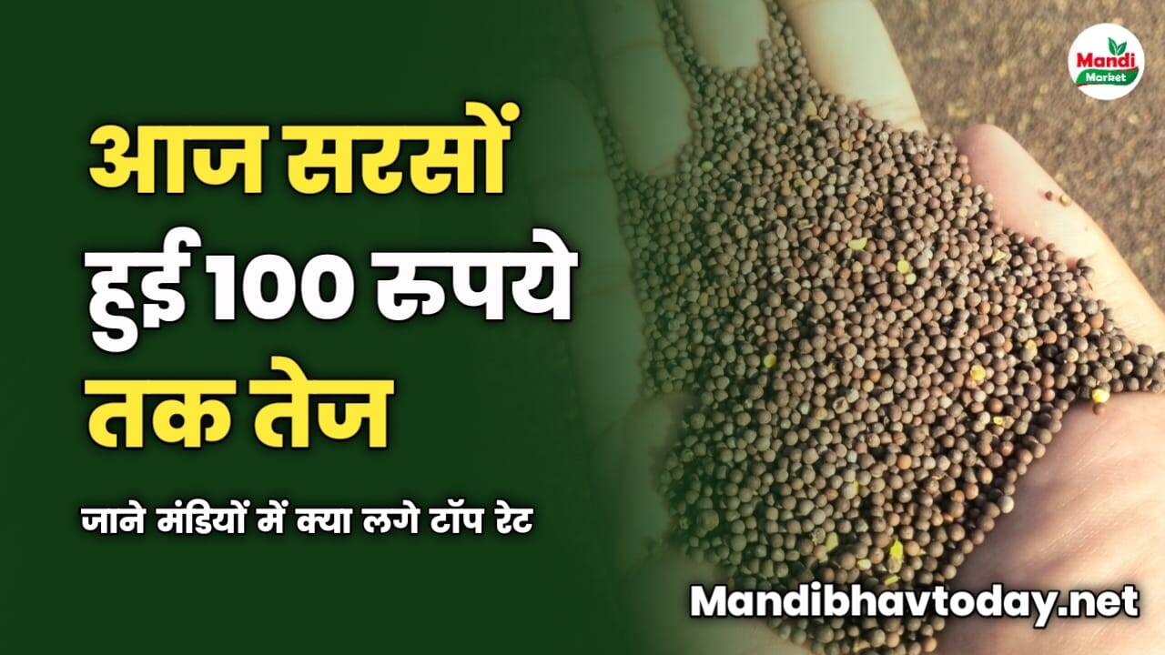 आज सरसों हुई 100 रुपये तक तेज | जाने मंडियों में क्या लगे टॉप रेट