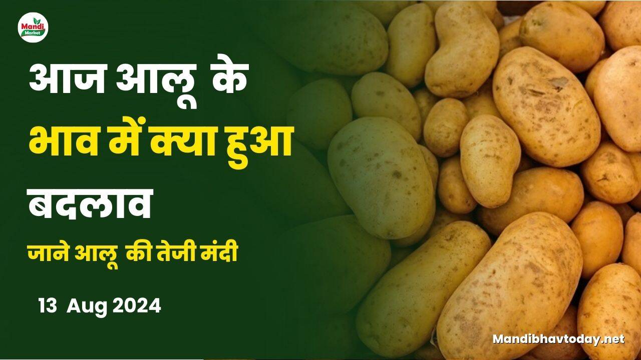 आलू की तेजी मंदी रिपोर्ट