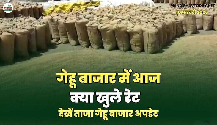 गेहू बाजार में आज क्या खुले रेट | देखें ताजा गेहू बाजार अपडेट 