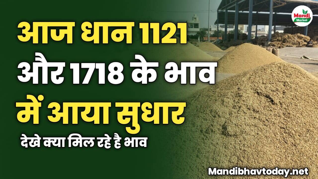 आज धान 1121 और 1718 के भाव में आया सुधार | देखे क्या मिल रहे है भाव