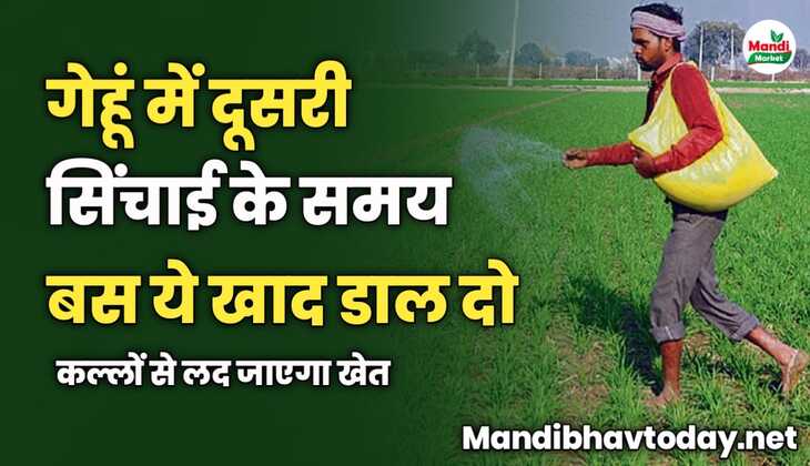 गेहूं में दूसरी सिंचाई के समय बस ये खाद डाल दो | कल्लों से लद जाएगा खेत