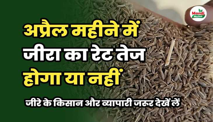 जीरा रिपोर्ट 