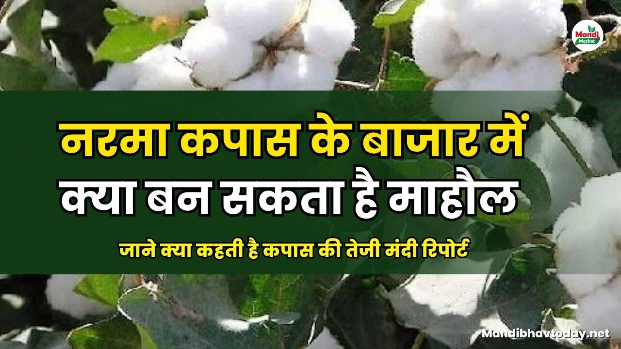 जाने क्या कहती है कपास की तेजी मंदी रिपोर्ट