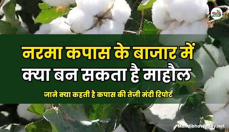 जाने क्या कहती है कपास की तेजी मंदी रिपोर्ट 