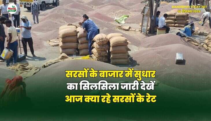 सरसों के बाजार में सुधार का सिलसिला जारी | देखें आज क्या रहे सरसों के रेट