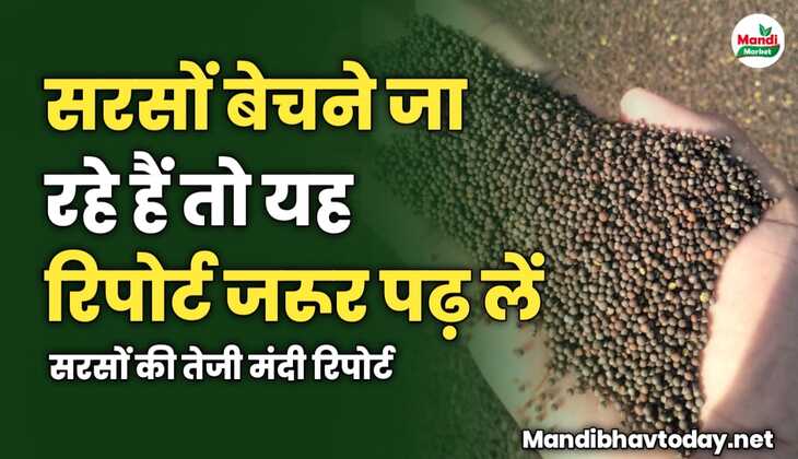 सरसों बेचने जा रहे हैं तो यह रिपोर्ट जरूर पढ़ लें | सरसों की तेजी मंदी रिपोर्ट 