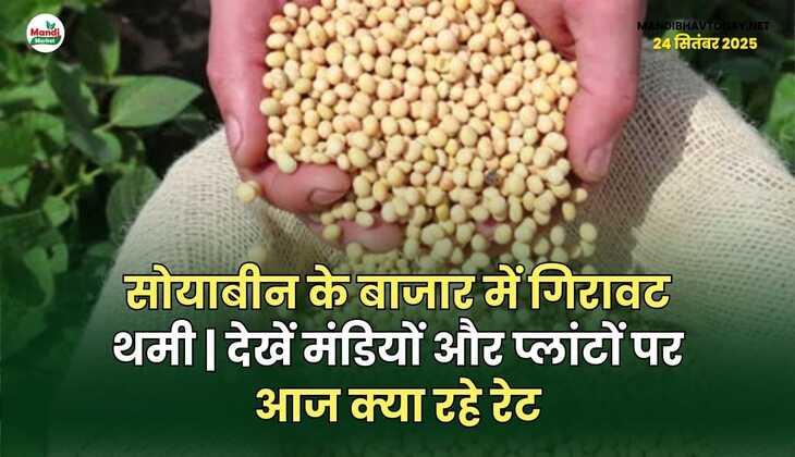 सोयाबीन के बाजार में गिरावट थमी | देखें मंडियों और प्लांटों पर आज क्या रहे रेट