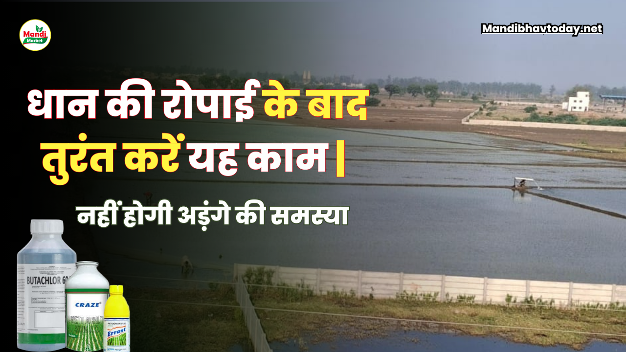 धान की रोपाई के बाद तुरंत करें यह काम | नहीं होगी अड़ंगे की समस्या