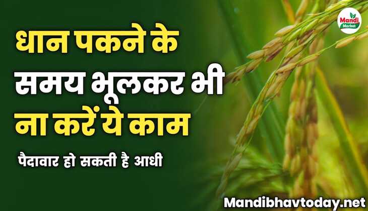 धान पकने के समय भूलकर भी ना करें ये काम | पैदावार हो सकती है आधी
