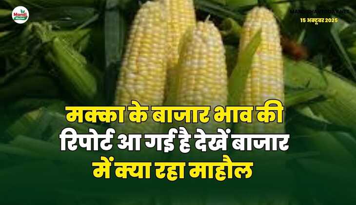 मक्का के बाजार भाव की रिपोर्ट आ गई है | देखें बाजार में क्या रहा माहौल