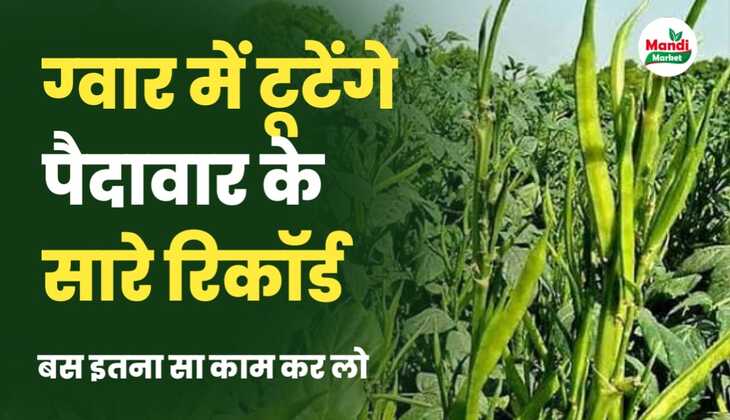 guar production increase