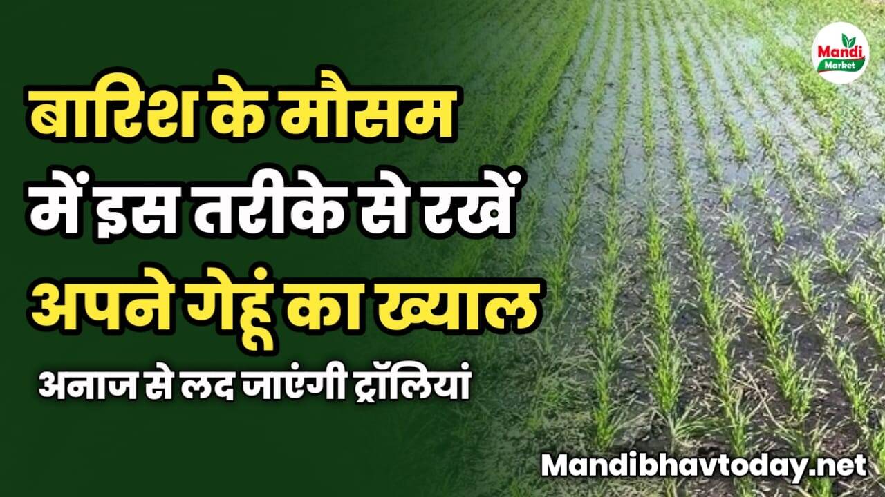 बारिश के मौसम में इस तरीके से रखें अपने गेहूं का ख्याल | अनाज से लद जाएंगी ट्रॉलियां