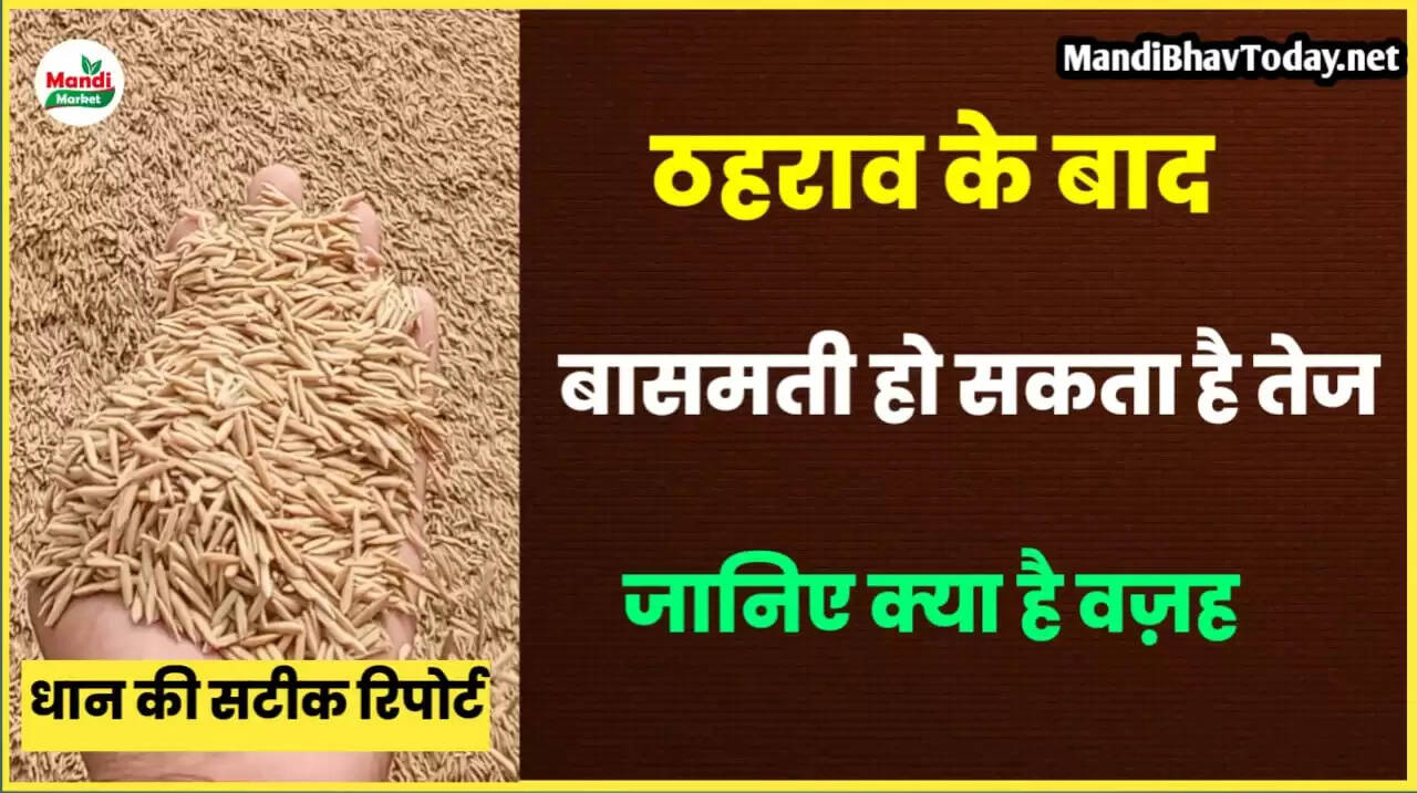 basmati rate