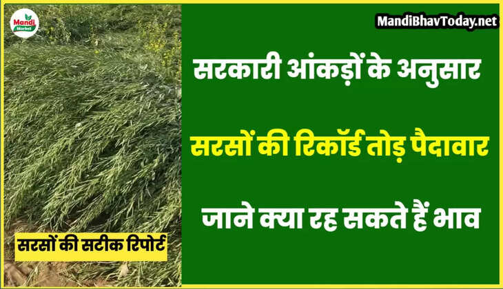 sarso teji mandi report