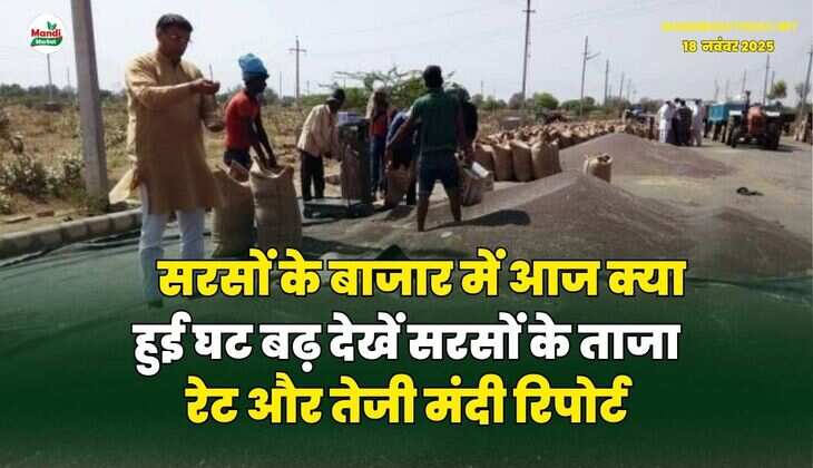 सरसों के बाजार में आज क्या हुई घट बढ़ | देखें सरसों के ताजा रेट और तेजी मंदी रिपोर्ट