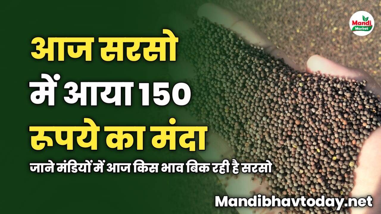 आज सरसो में आया 150 रूपये का मंदा | जाने मंडियों में आज किस भाव बिक रही है सरसो 