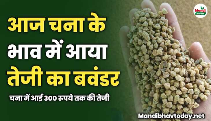 आज चना के भाव में आया तेजी का बवंडर | चना में आई 300 रूपये तक की तेजी 