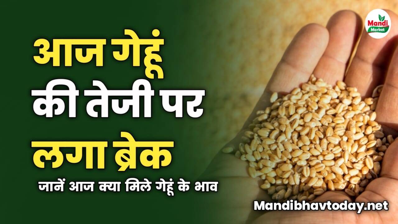 गेहूं की तेजी पर लगा ब्रेक | जानें आज क्या मिले गेहूं के भाव