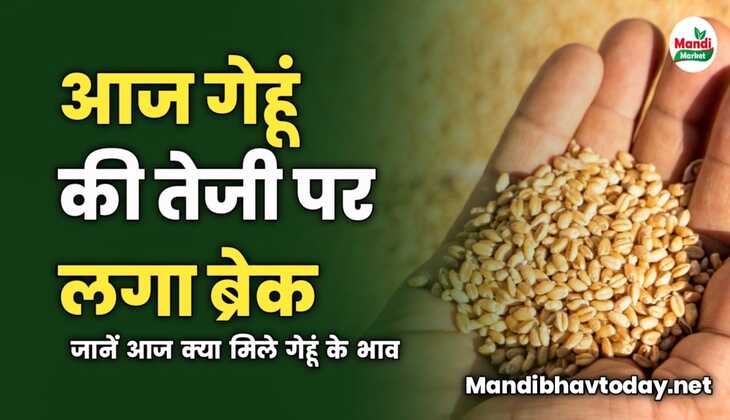 गेहूं की तेजी पर लगा ब्रेक | जानें आज क्या मिले गेहूं के भाव