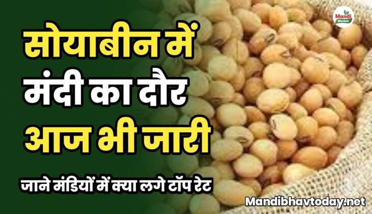 सोयाबीन में मंदी का दौर आज भी जारी।जाने मंडियों में क्या लगे टॉप रेट
