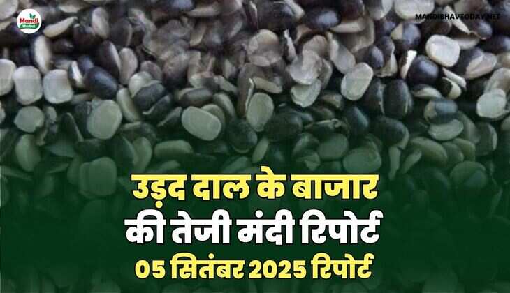 उड़द दाल की तेजी मंदी रिपोर्ट -05  sep 2025