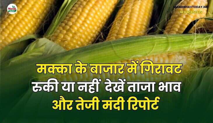 मक्का के बाजार में गिरावट रुकी या नहीं | देखें ताजा भाव और तेजी मंदी रिपोर्ट