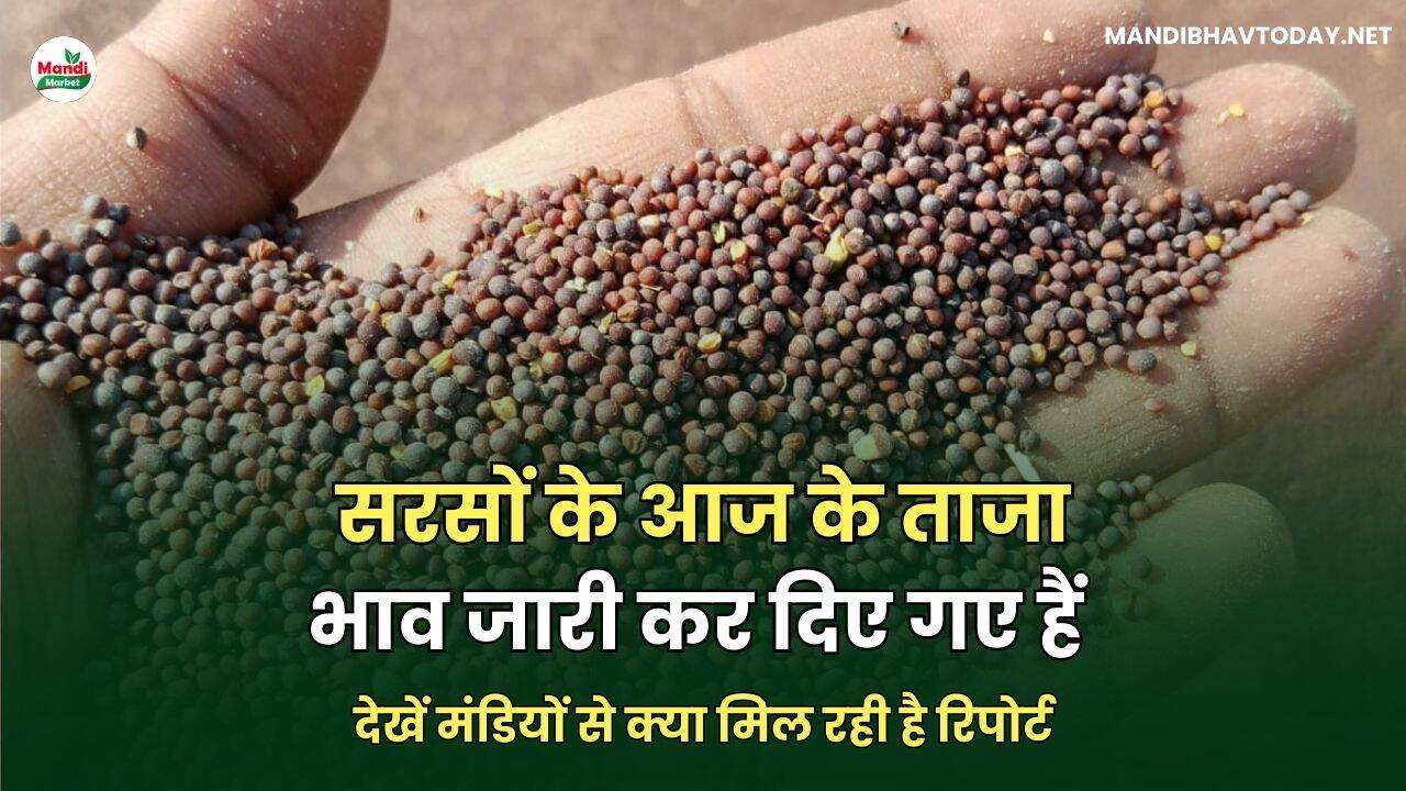 MANDIBHAVTODAY.NET