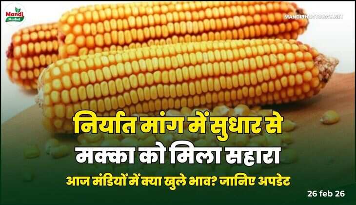 निर्यात मांग में सुधार से मक्का को मिला सहारा |  आज मंडियों में क्या खुले भाव? जानिए अपडेट 