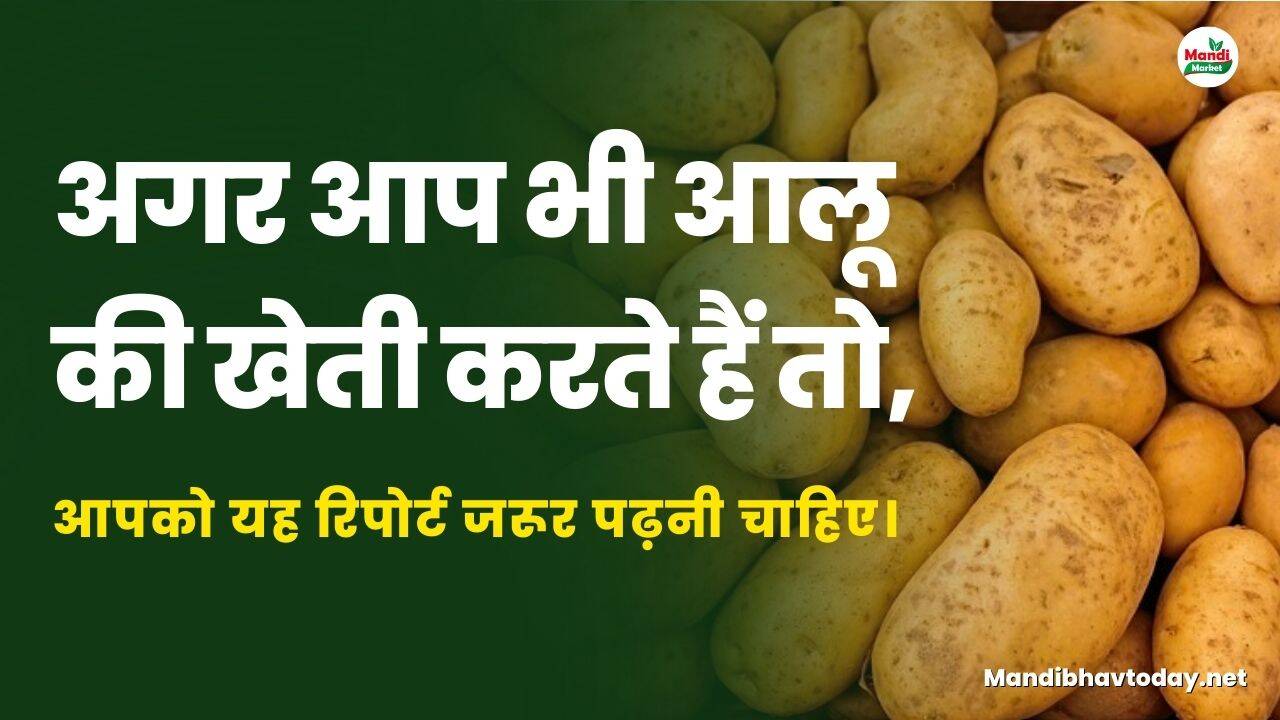 अगर आप भी आलू की खेती करते हैं तो, आपको यह रिपोर्ट जरूर पढ़नी चाहिए।