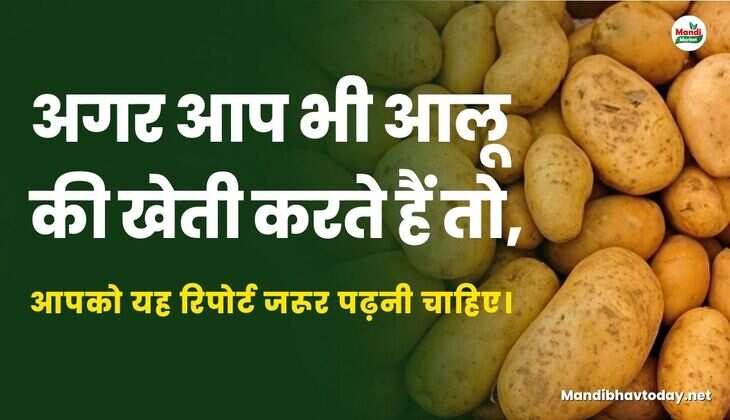अगर आप भी आलू की खेती करते हैं तो, आपको यह रिपोर्ट जरूर पढ़नी चाहिए। 
