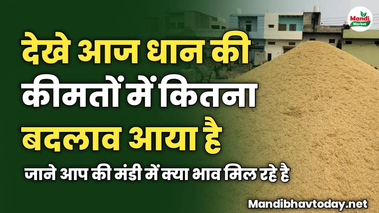 देखे आज धान की कीमतों में कितना बदलाव आया है | जाने आप की मंडी में क्या भाव मिल रहे है