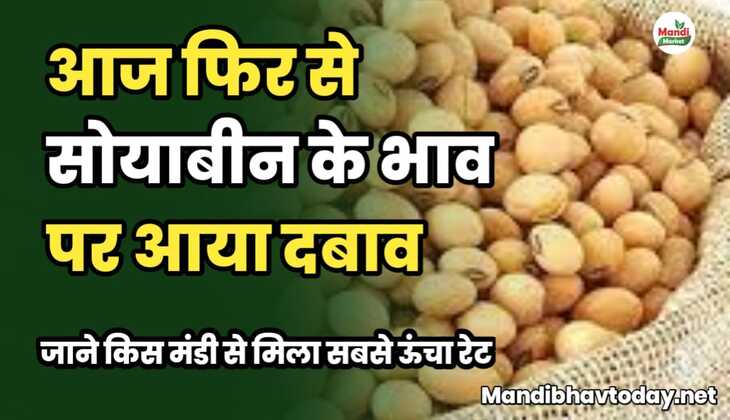 आज फिर से सोयाबीन के भाव पर आया दबाव। जाने किस मंडी से मिला सबसे ऊंचा रेट soyabean ke taja mandi bhav 17 januaray 