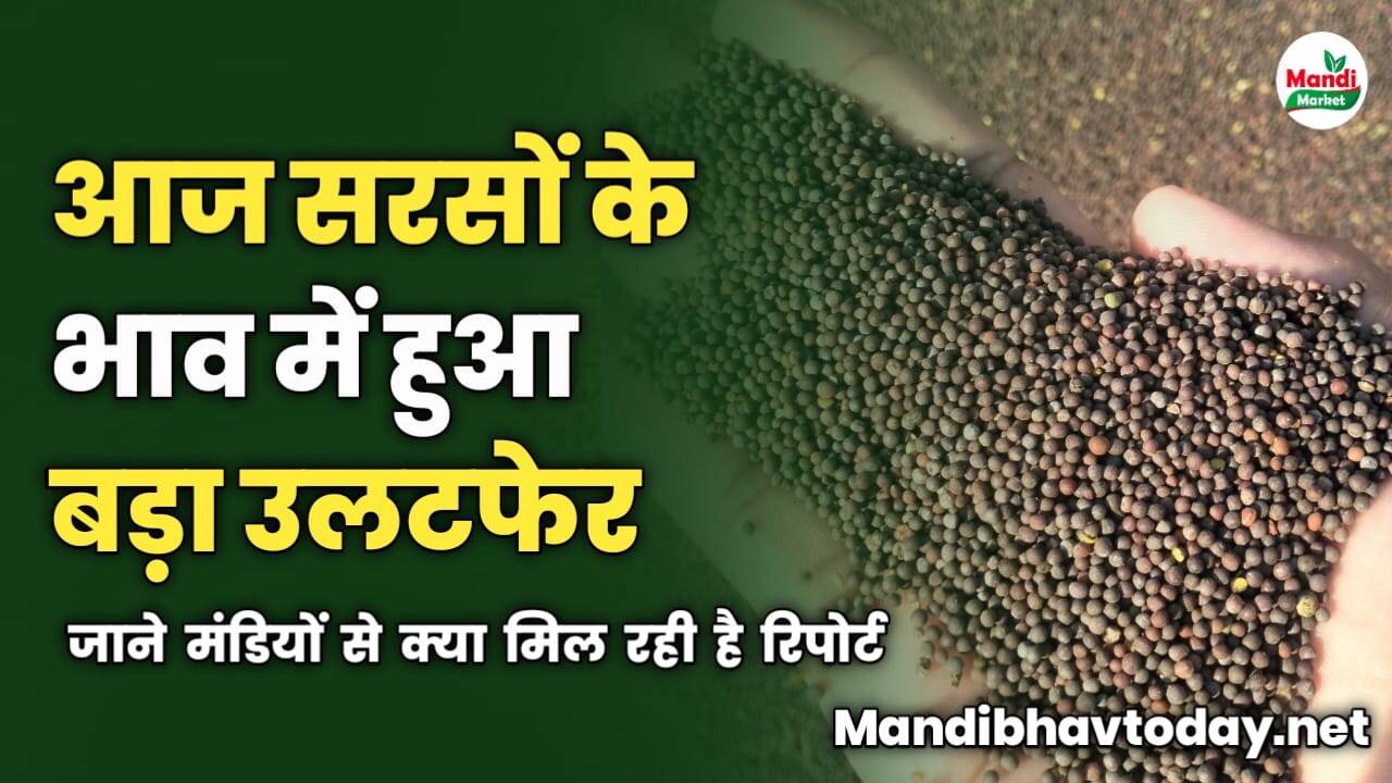 आज सरसों के भाव में हुआ बड़ा उलटफेर | जाने मंडियों से क्या मिल रही है रिपोर्ट