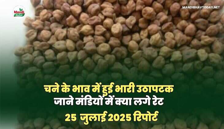  चने के बाजार में आज क्या हुई हलचल | देखे कैसे रहे आज चने के बाजार 