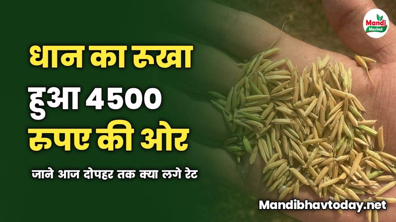 धान चला 4500 की तरफ | जाने आज दोपहर तक क्या लगे रेट